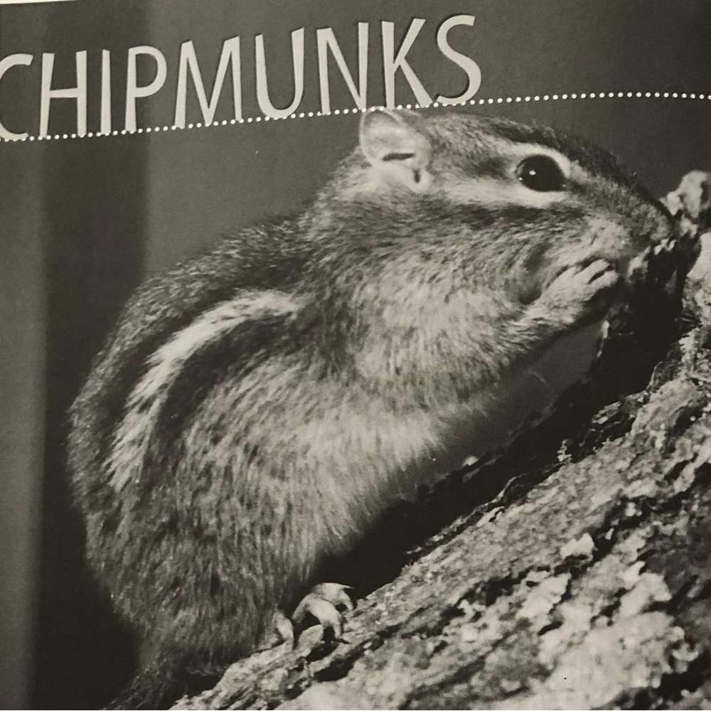 “Squirrel Wars: backyard wildlife battles and how to win them” illustrated book - Picture 7 of 12